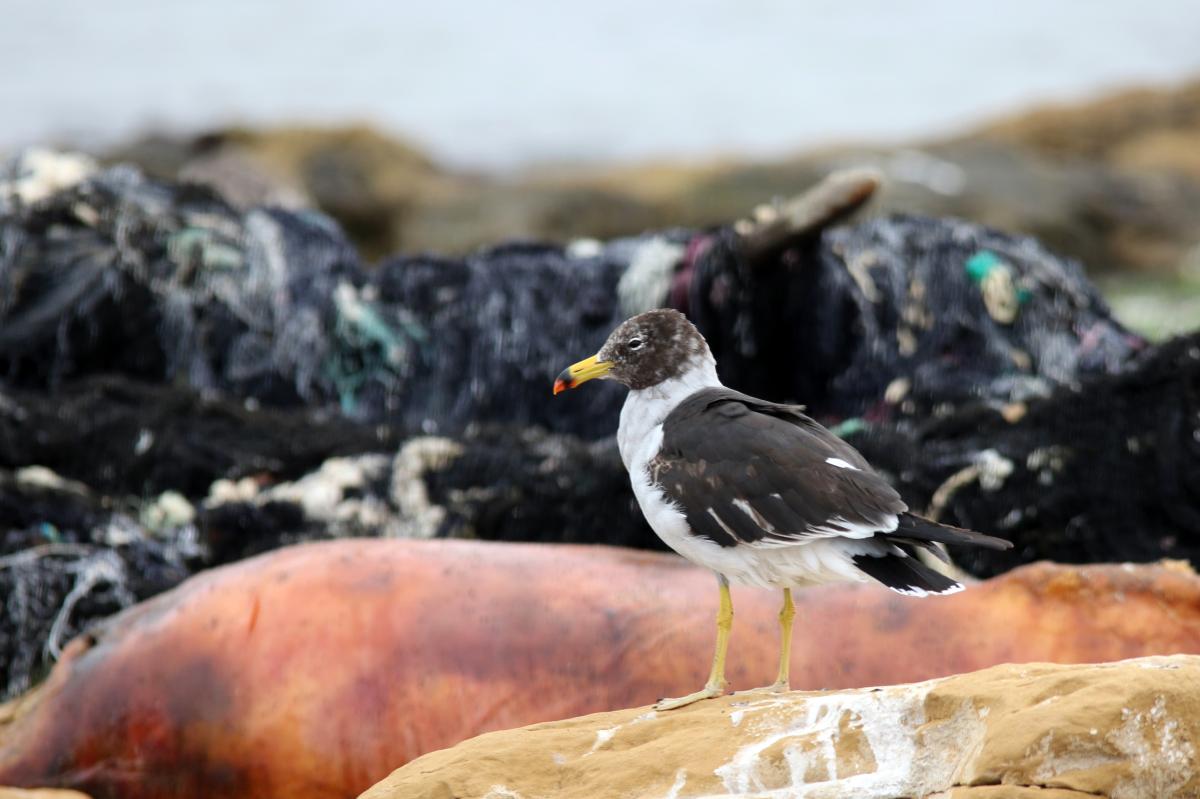 Belcher's gull (Larus belcheri)