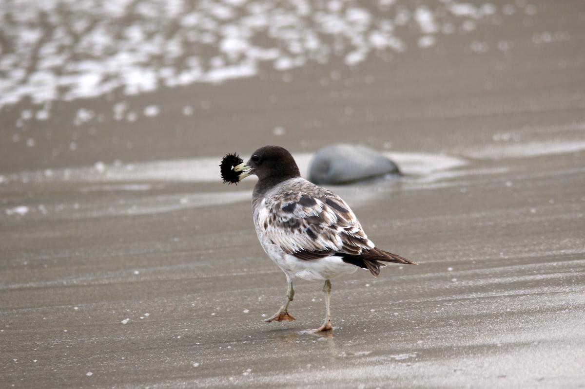 Belcher's gull (Larus belcheri)