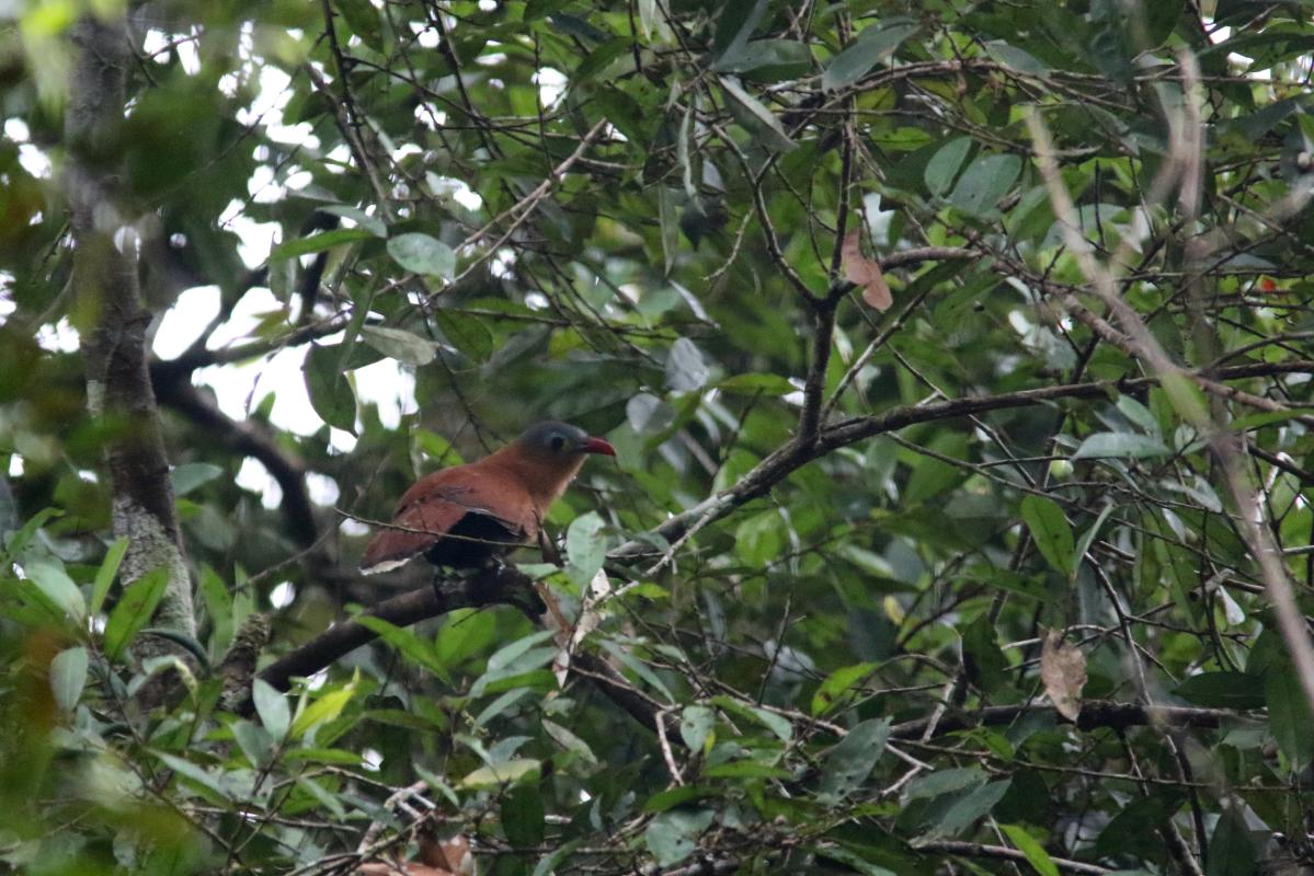 Black-bellied cuckoo (Piaya melanogaster)