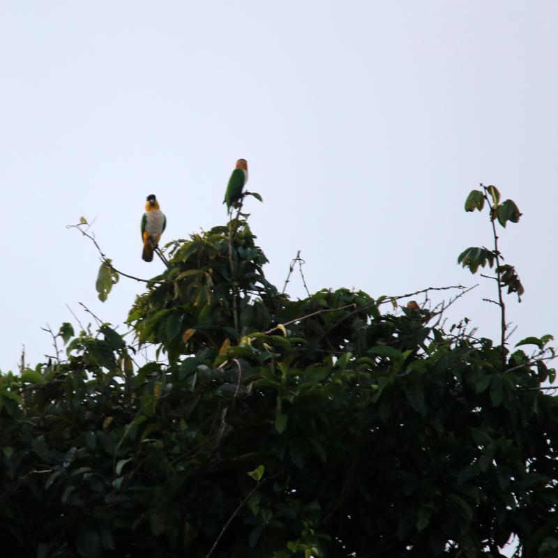 Black-headed parrot (Pionites melanocephalus)