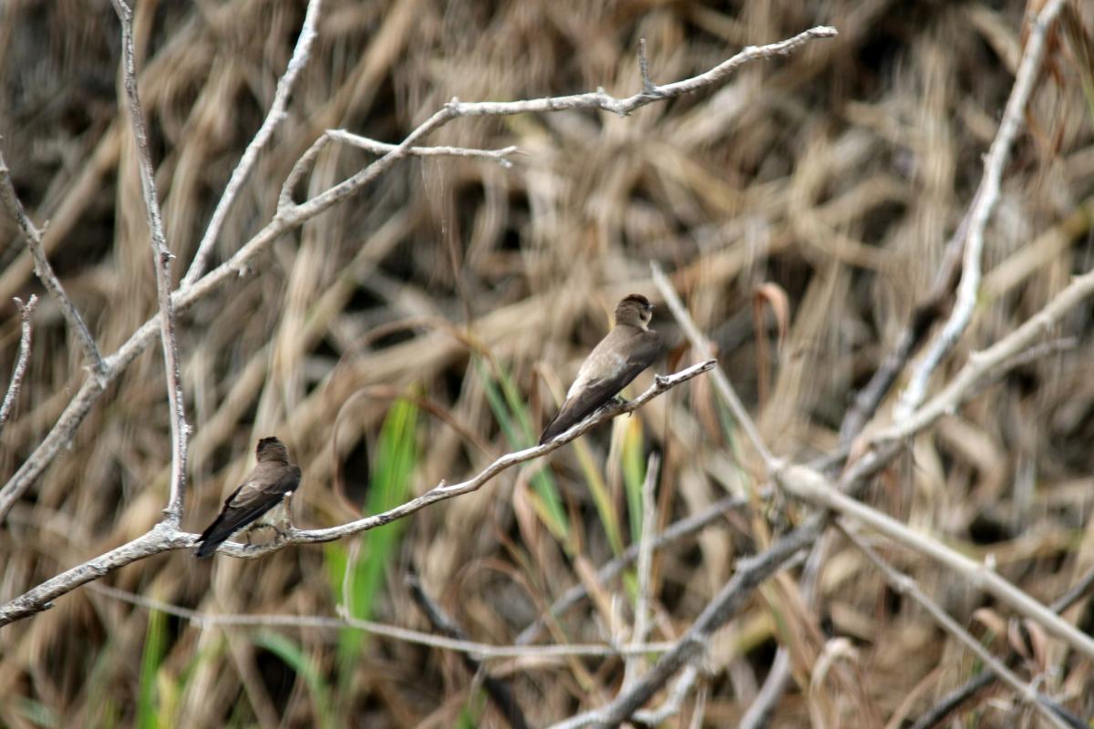 Brown-chested martin (Progne tapera)