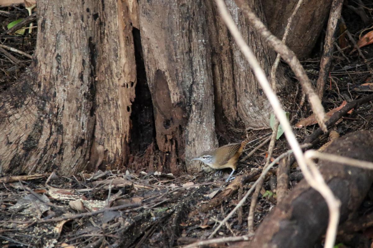 Buff-breasted wren (Cantorchilus leucotis)