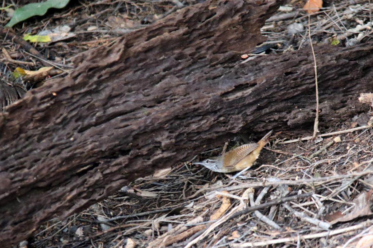 Buff-breasted wren (Cantorchilus leucotis)