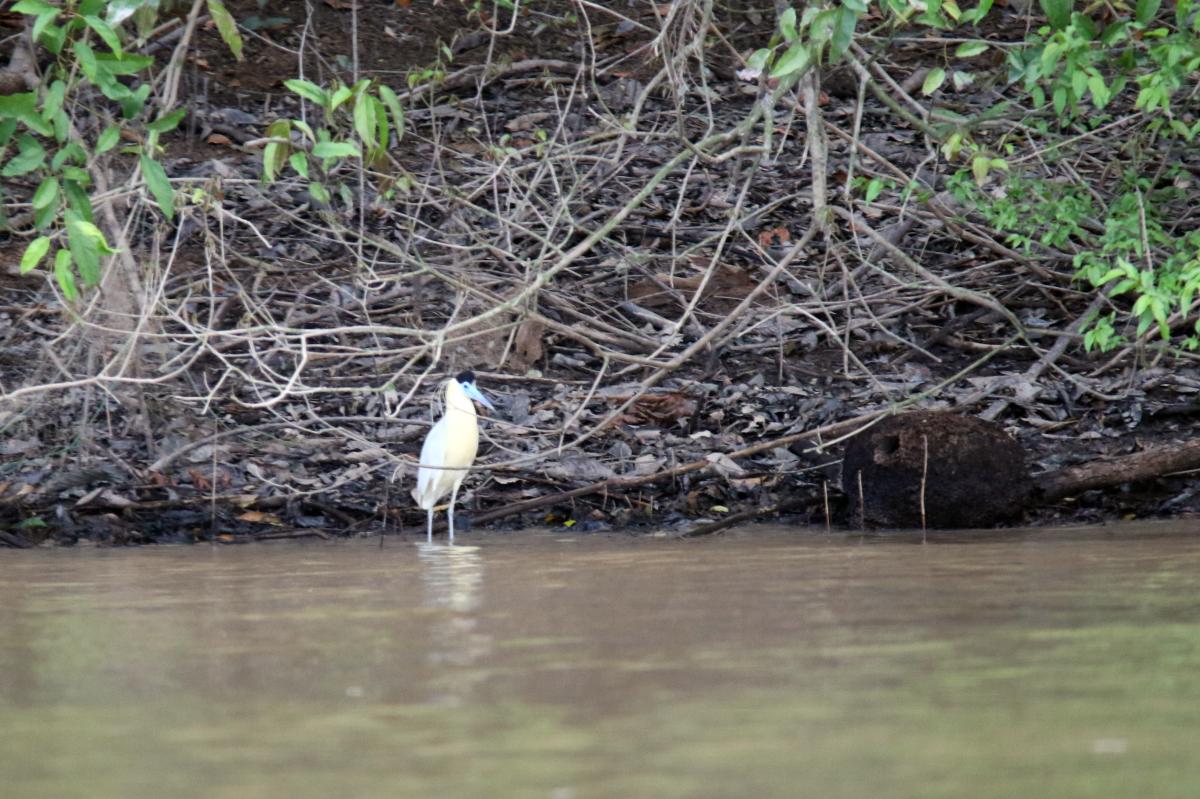 Capped heron (Pilherodius pileatus)