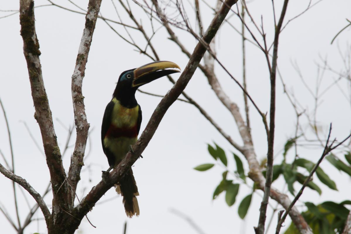 Chestnut-eared aracari (Pteroglossus castanotis)