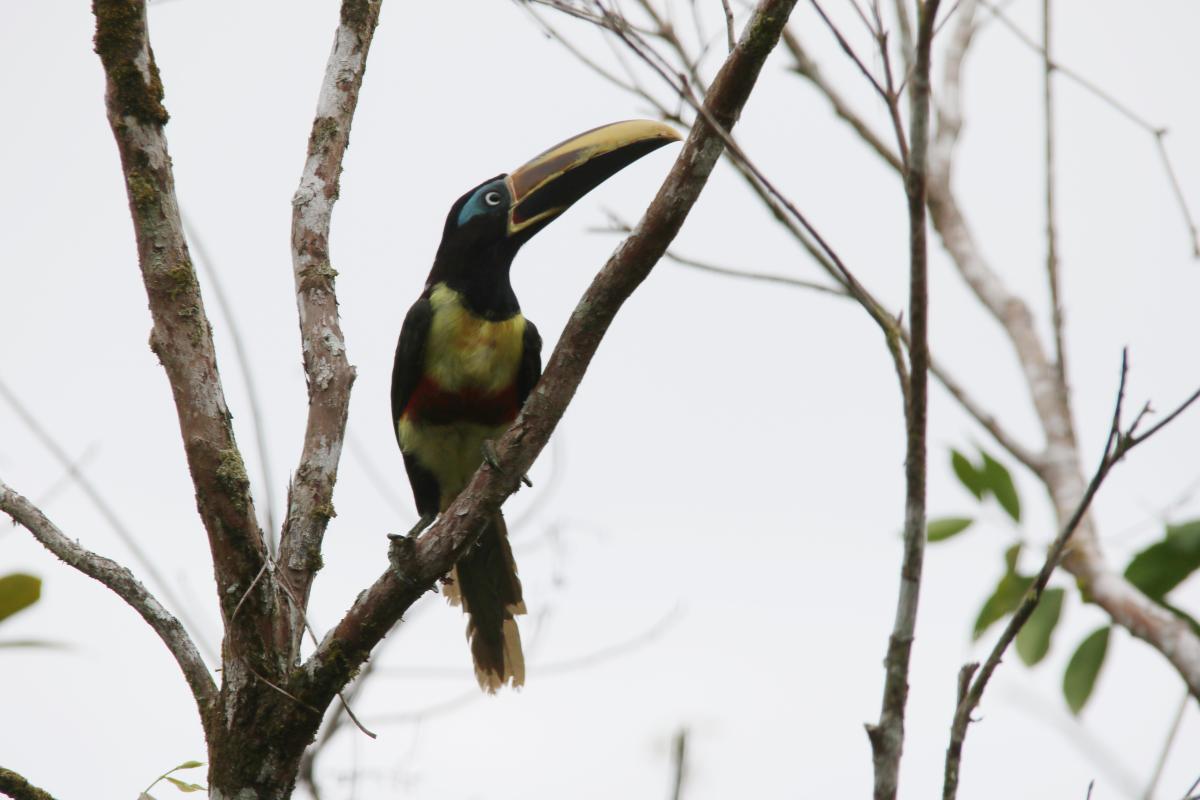 Chestnut-eared aracari (Pteroglossus castanotis)