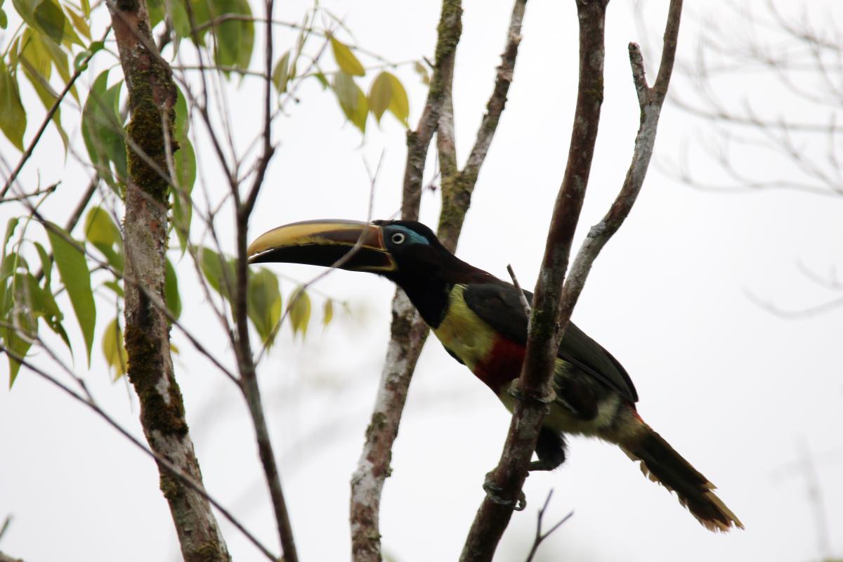 Chestnut-eared aracari (Pteroglossus castanotis)