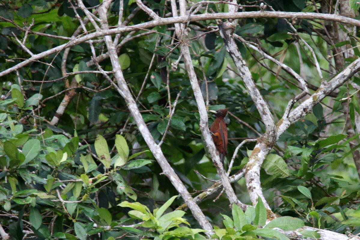 Chestnut woodpecker (Celeus elegans)