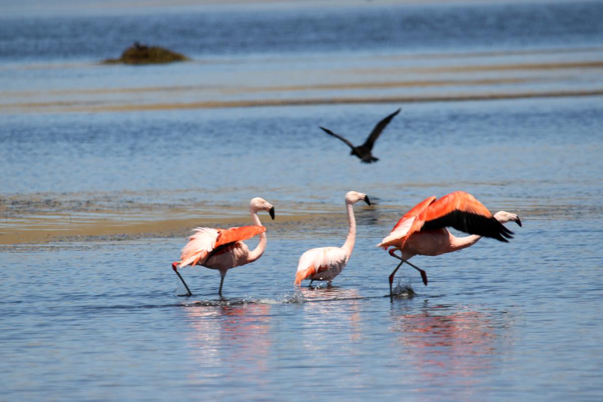 Chilean flamingo (Phoenicopterus chilensis)