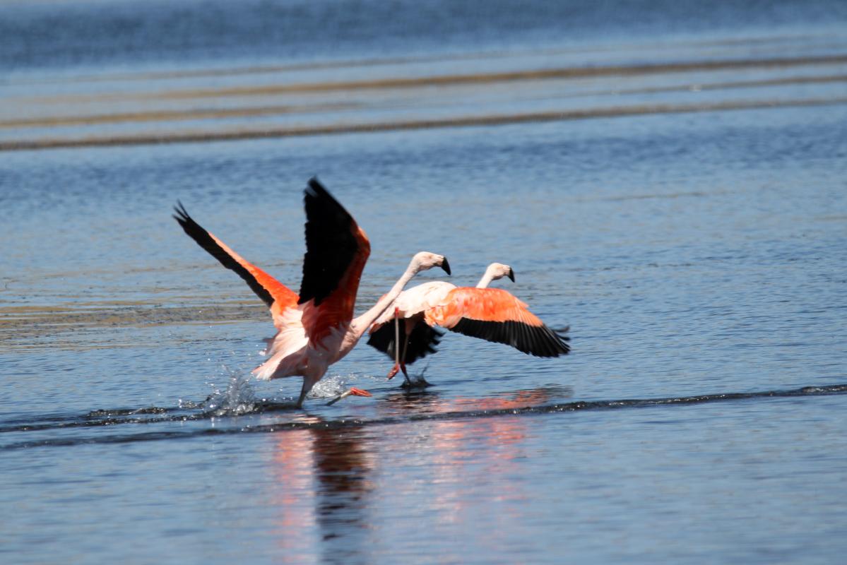 Chilean flamingo (Phoenicopterus chilensis)