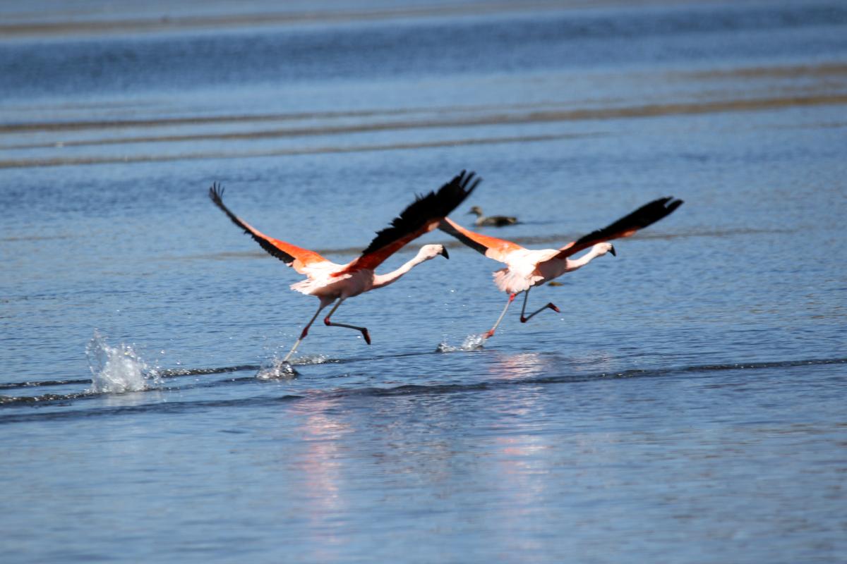 Chilean flamingo (Phoenicopterus chilensis)