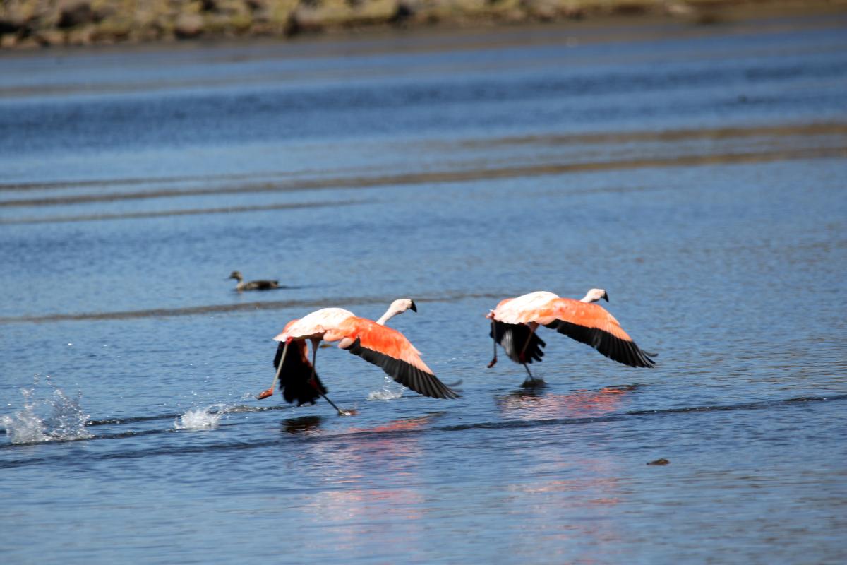 Chilean flamingo (Phoenicopterus chilensis)