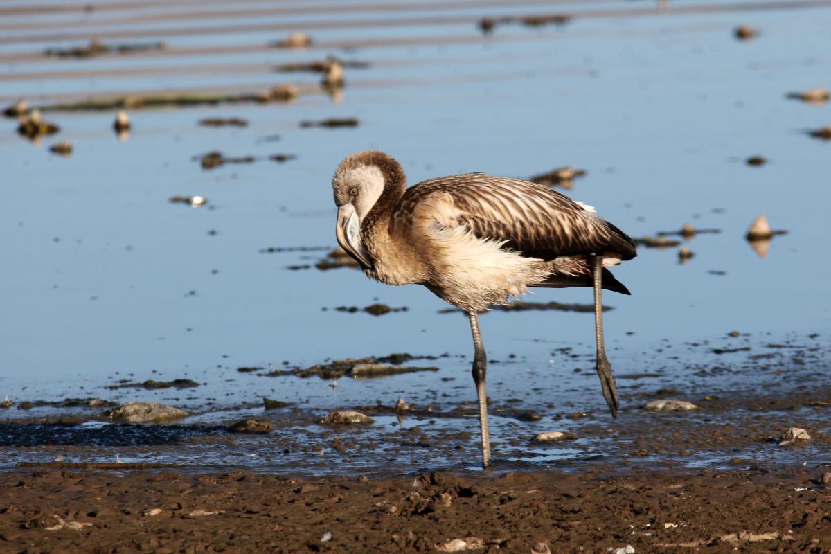 Chilean flamingo (Phoenicopterus chilensis)