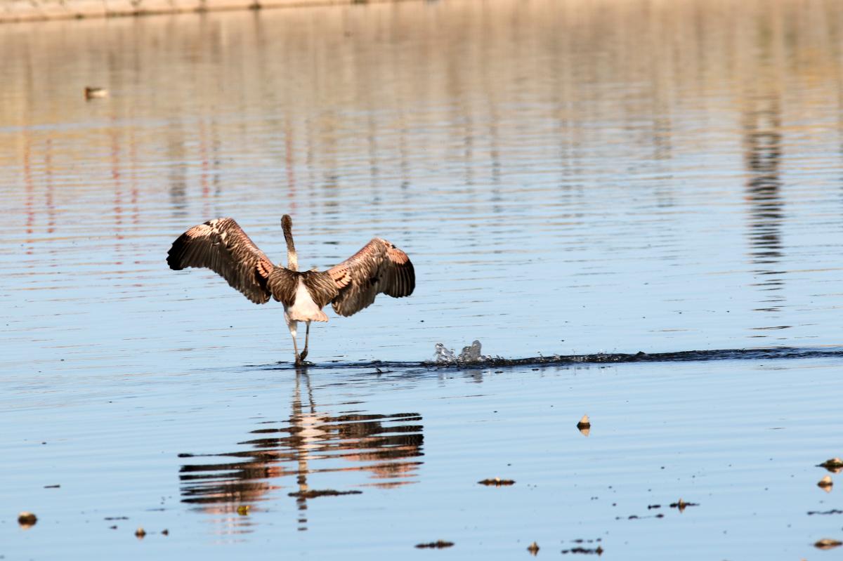 Chilean flamingo (Phoenicopterus chilensis)