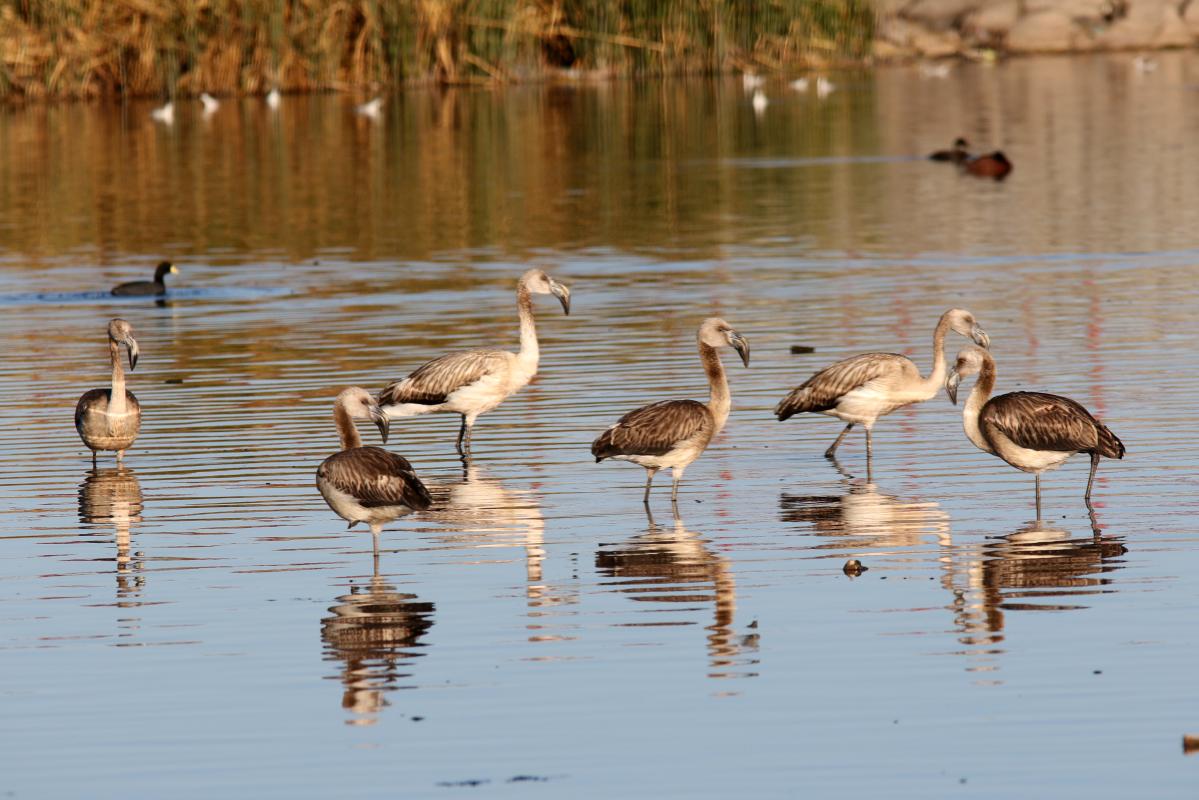 Chilean flamingo (Phoenicopterus chilensis)