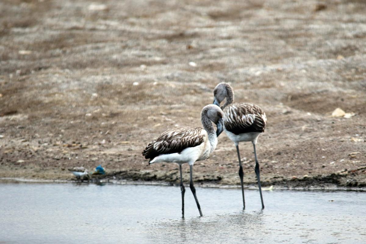 Chilean flamingo (Phoenicopterus chilensis)