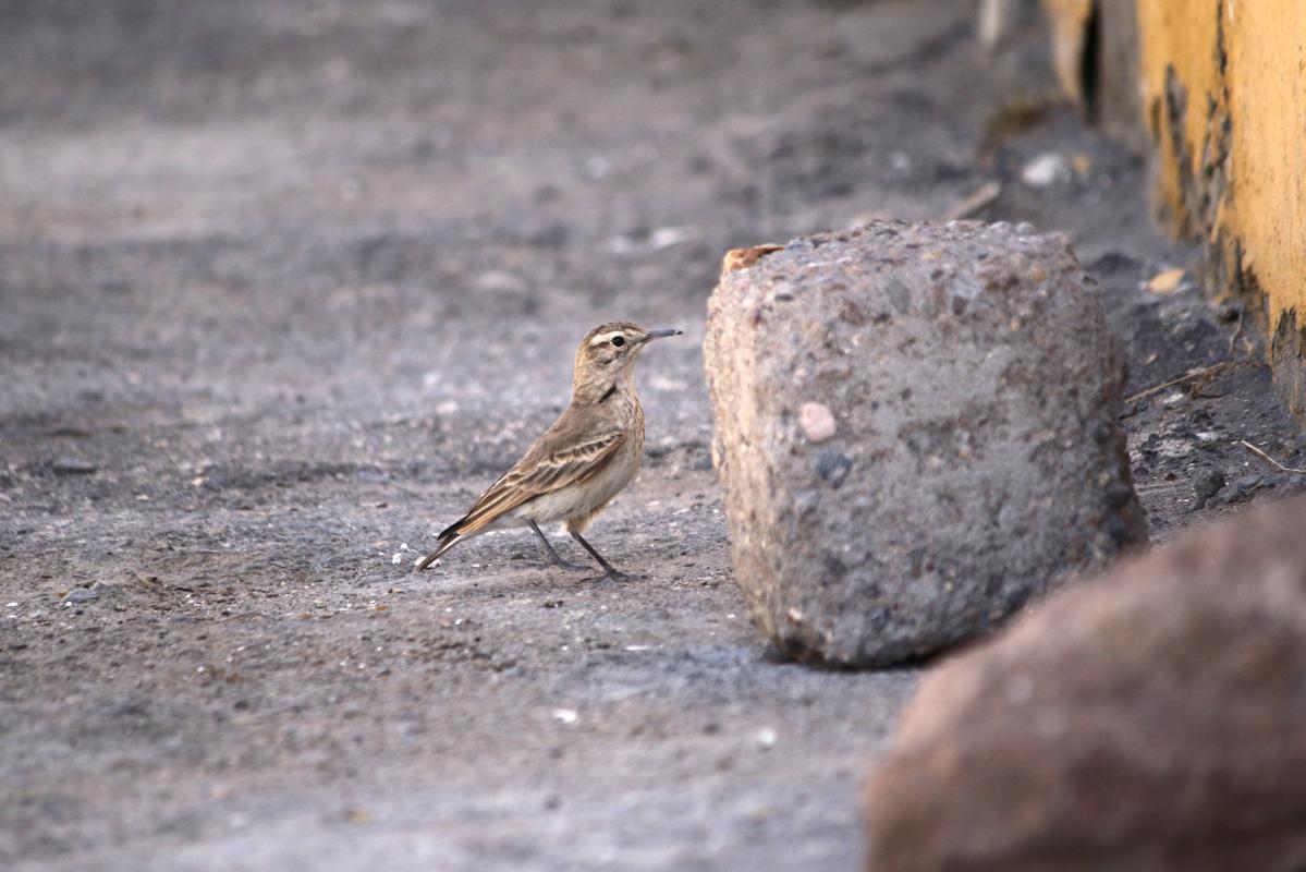 Common miner (Geositta cunicularia)