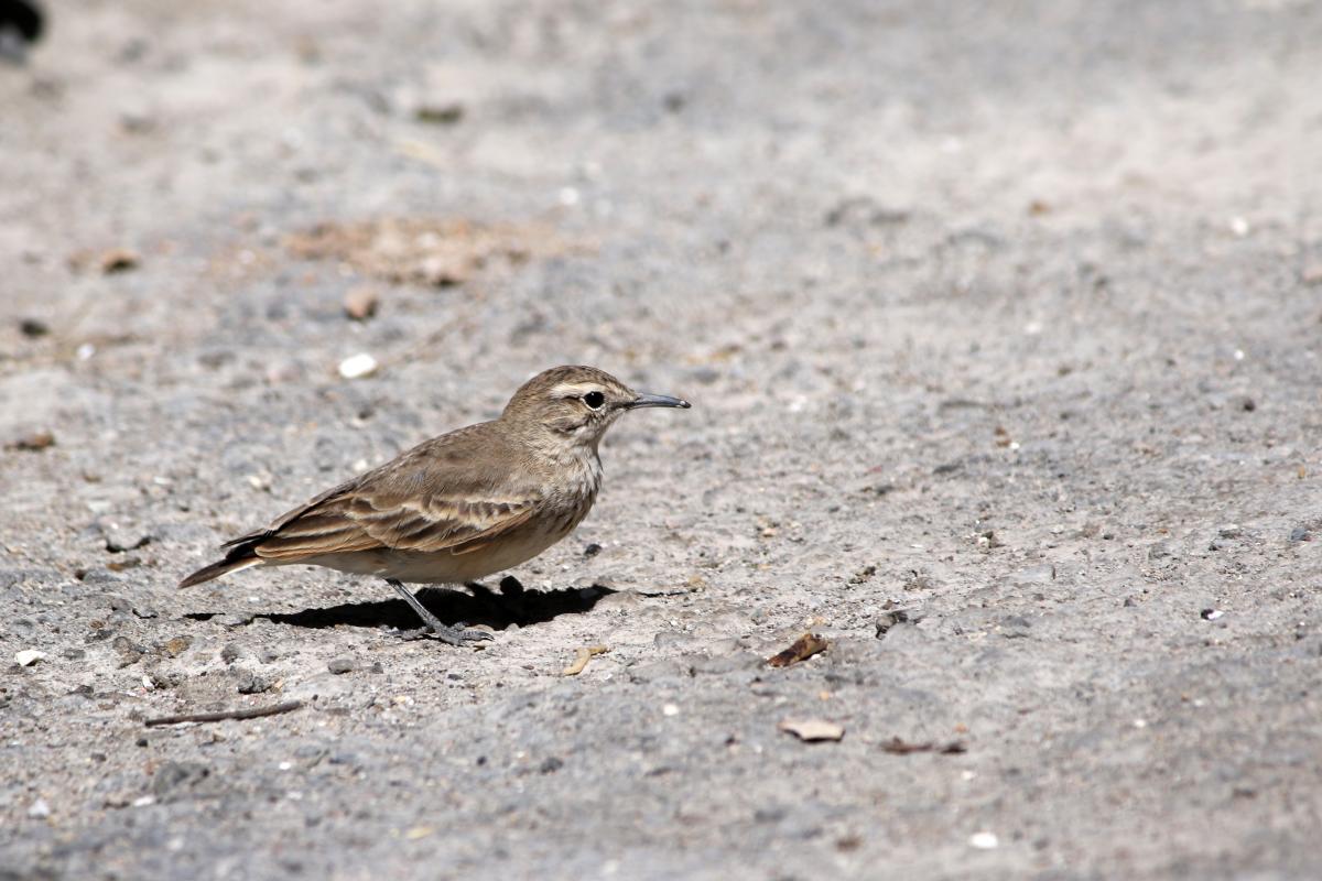 Common miner (Geositta cunicularia)