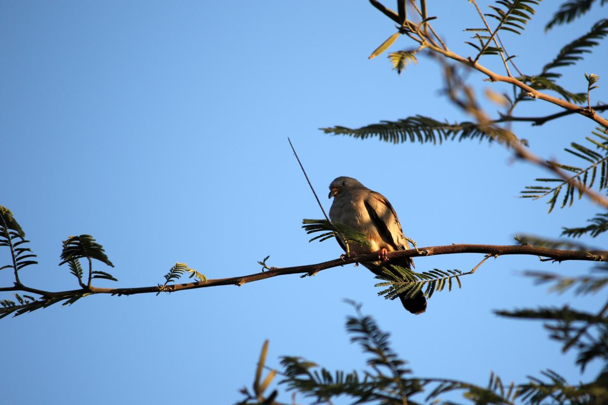 Croaking ground dove (Columbina cruziana)