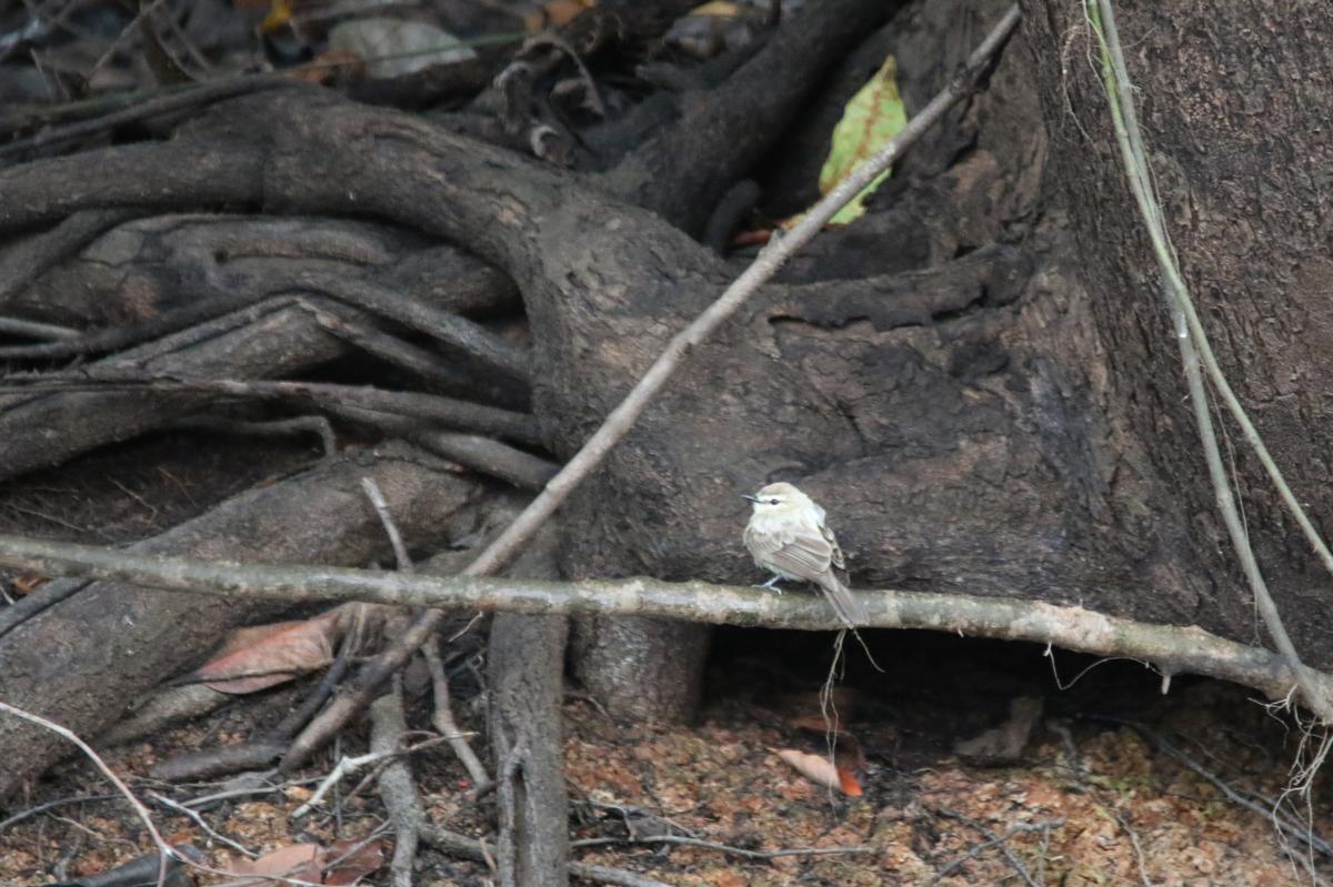Drab water tyrant (Ochthornis littoralis)