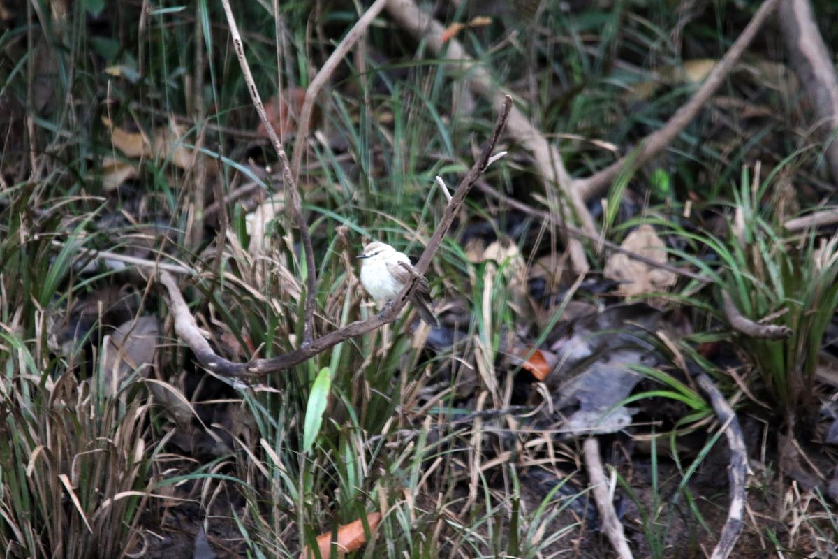 Drab water tyrant (Ochthornis littoralis)