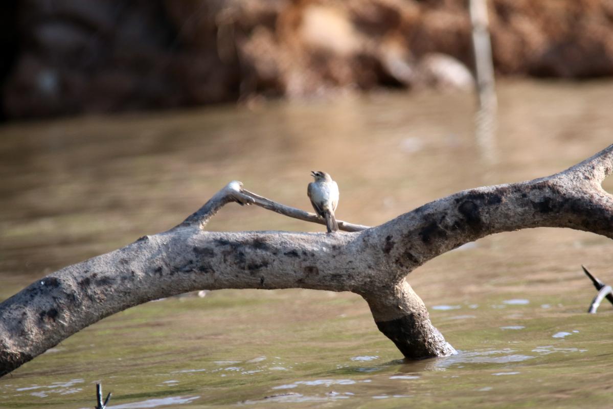 Drab water tyrant (Ochthornis littoralis)