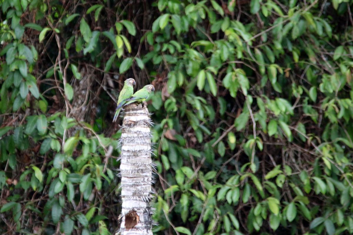 Dusky-headed parakeet (Aratinga weddellii)