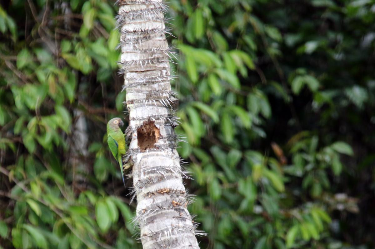 Dusky-headed parakeet (Aratinga weddellii)