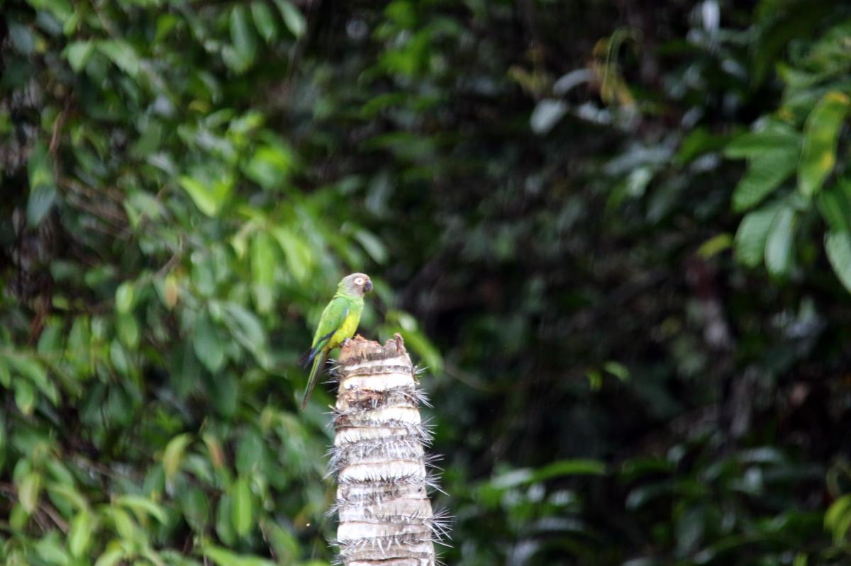 Dusky-headed parakeet (Aratinga weddellii)