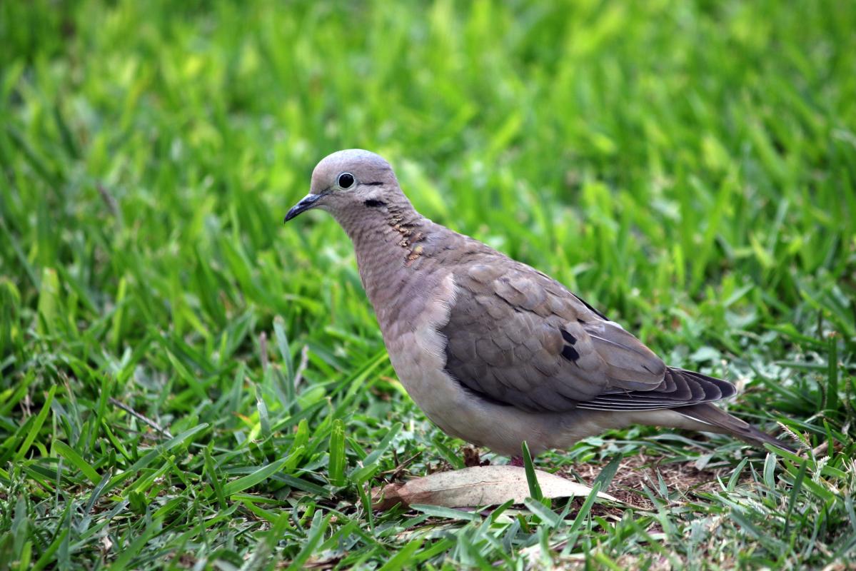 Eared dove (Zenaida auriculata)