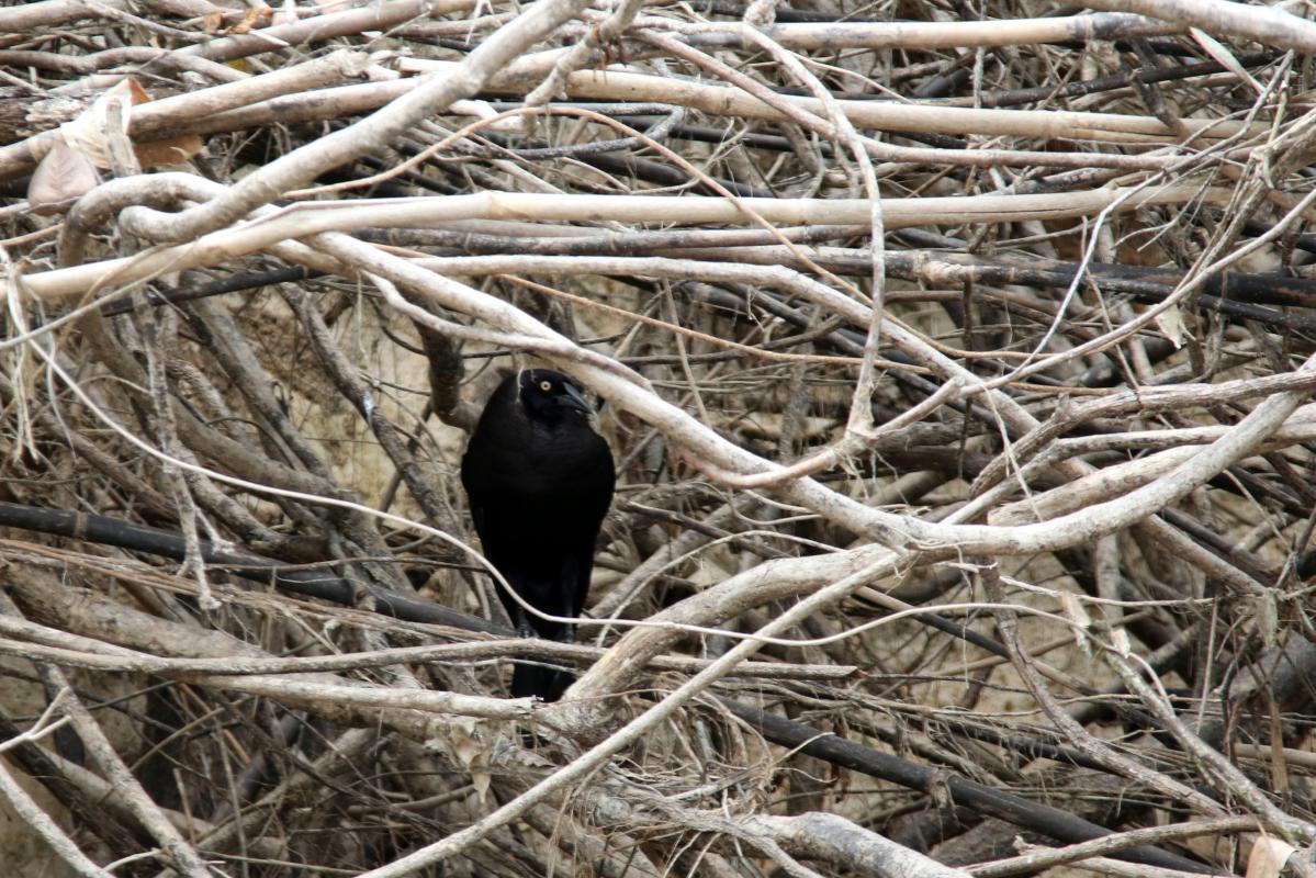 Giant cowbird (Molothrus oryzivorus)