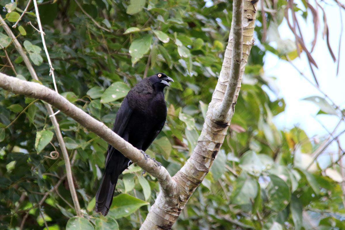 Giant cowbird (Molothrus oryzivorus)