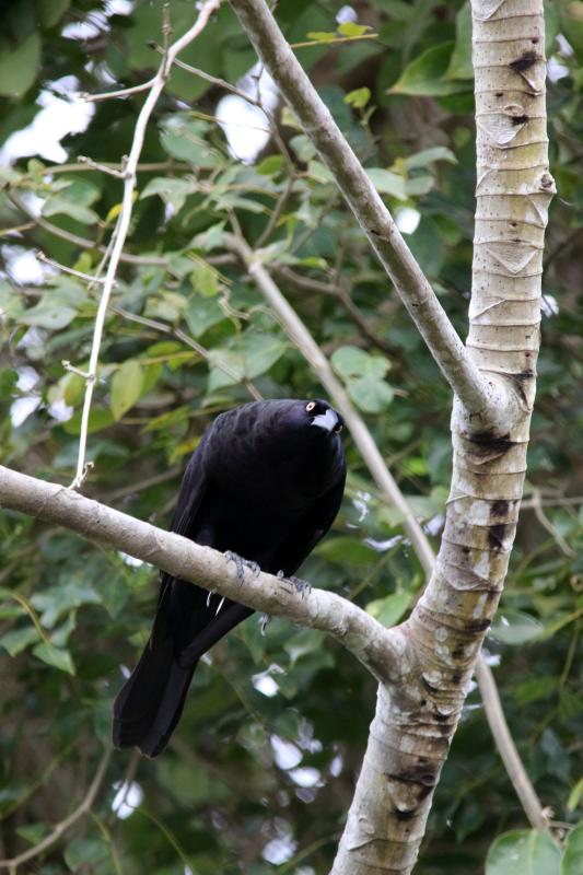 Giant cowbird (Molothrus oryzivorus)