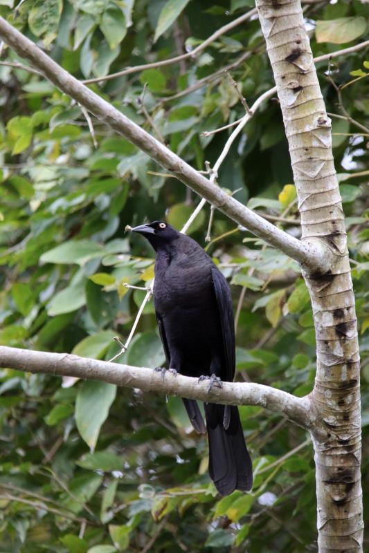 Giant cowbird (Molothrus oryzivorus)