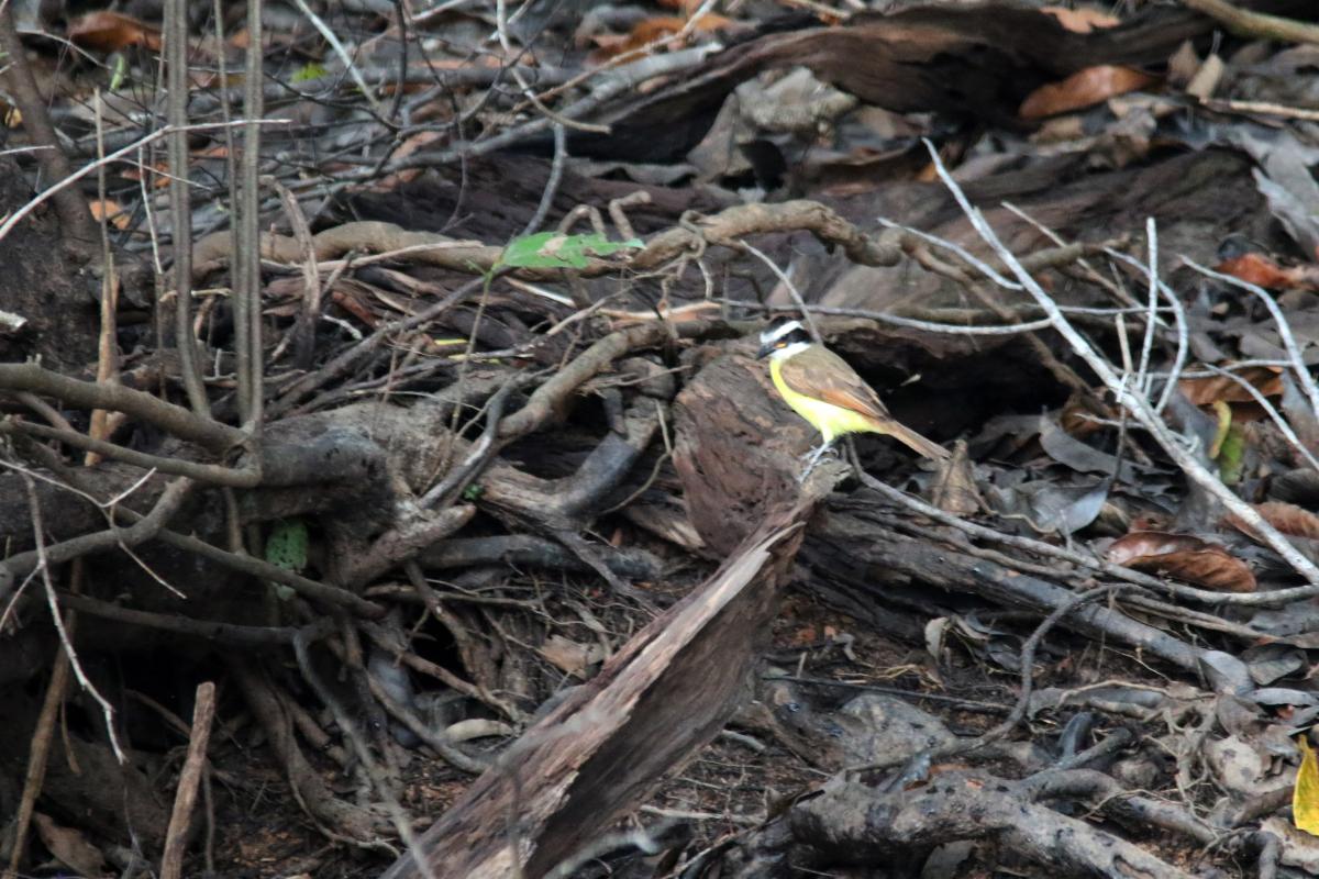 Great kiskadee (Pitangus sulphuratus)