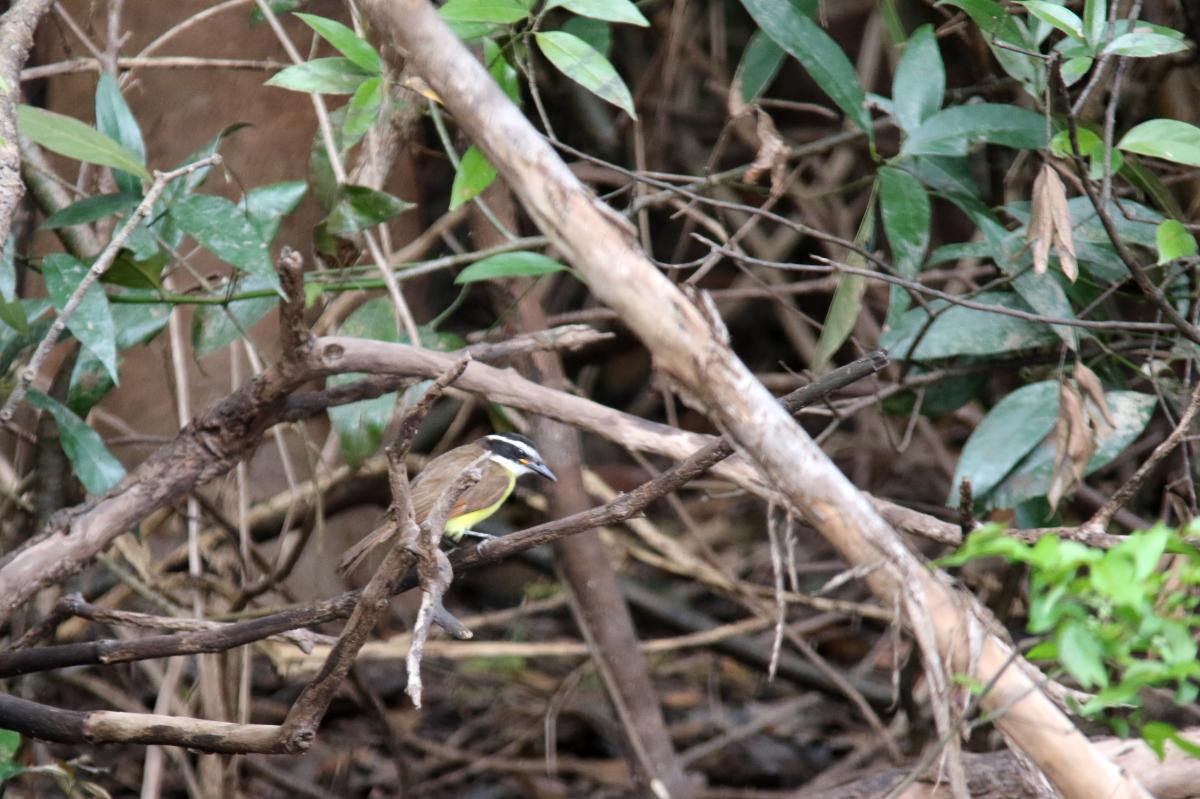 Great kiskadee (Pitangus sulphuratus)