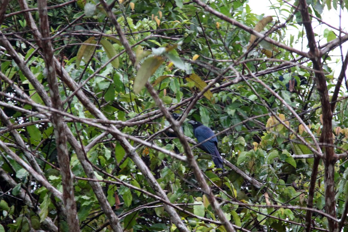 Greater ani (Crotophaga major)