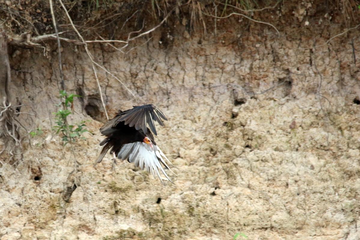 Greater yellow-headed vulture (Cathartes melambrotus)