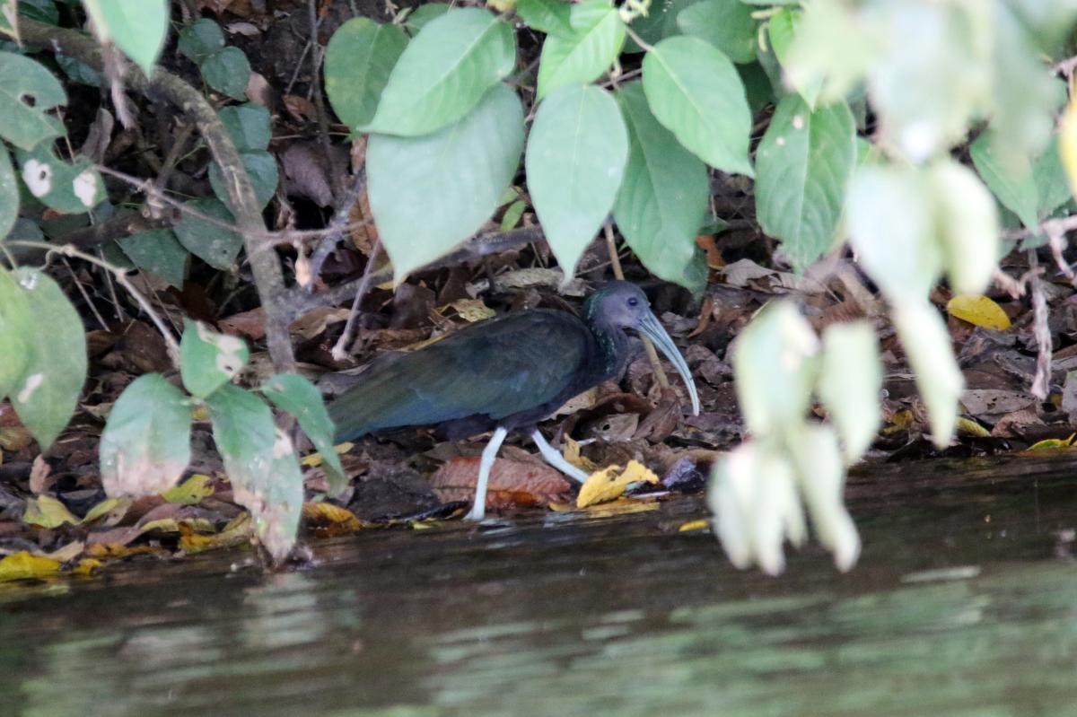 Green ibis (Mesembrinibis cayennensis)