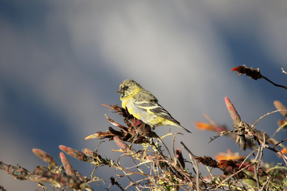 Hooded siskin (Spinus magellanica)