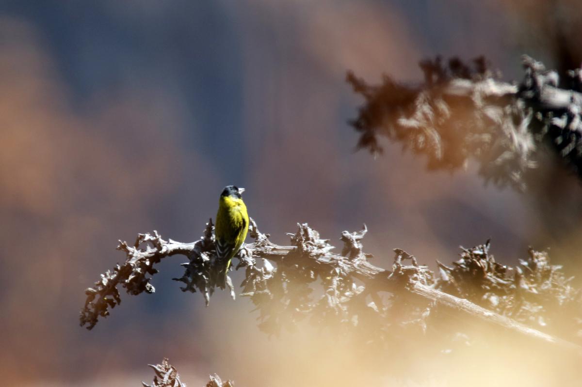 Hooded siskin (Spinus magellanica)