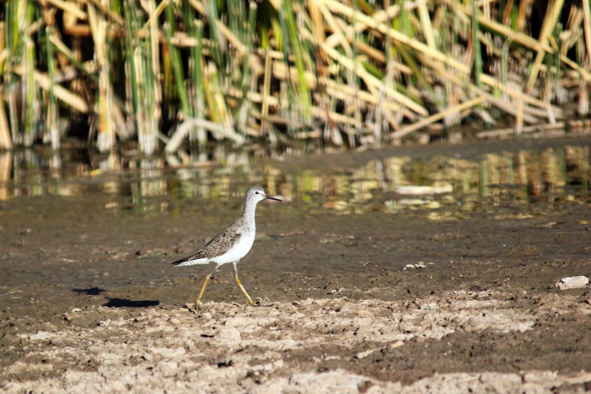 Lesser yellowlegs (Tringa flavipes)