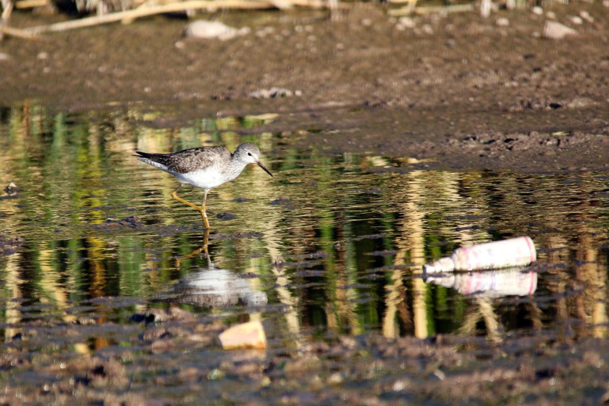 Lesser yellowlegs (Tringa flavipes)