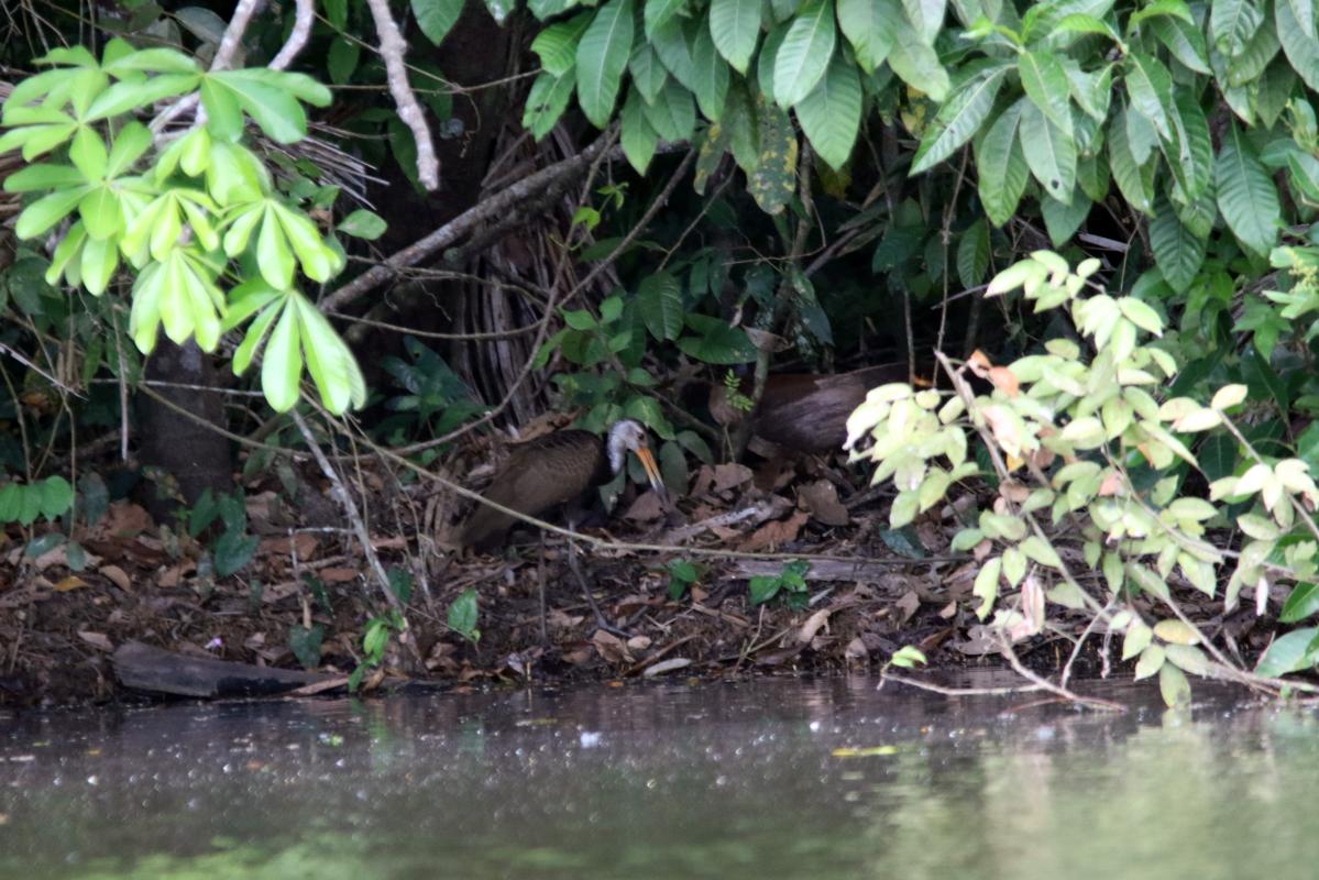 Limpkin (Aramus guarauna)