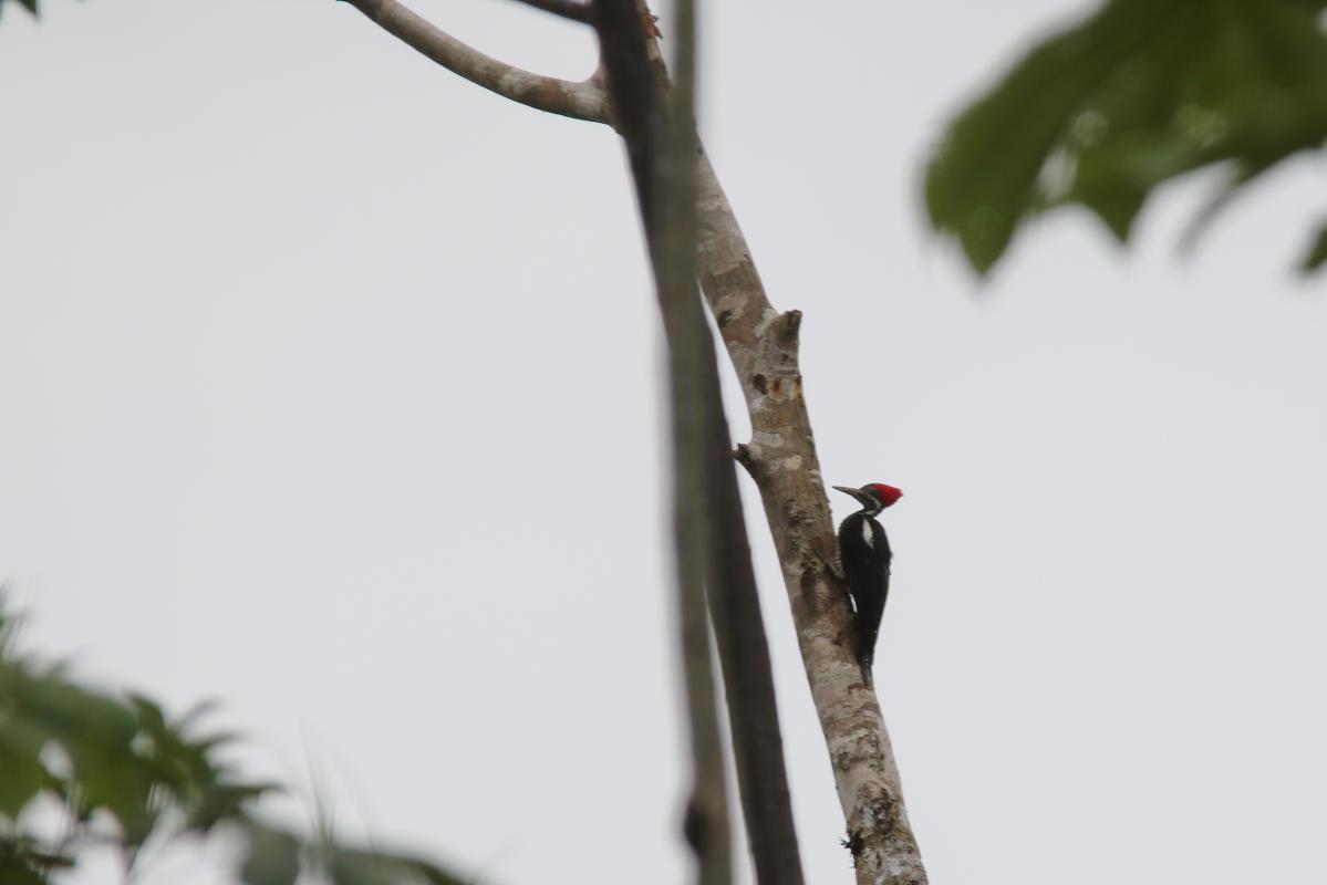 Lineated woodpecker (Dryocopus lineatus)