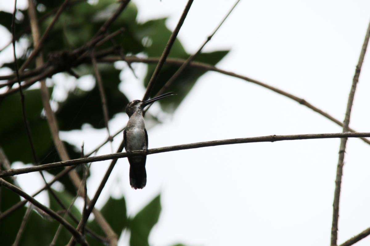 Long-billed starthroat (Heliomaster longirostris)