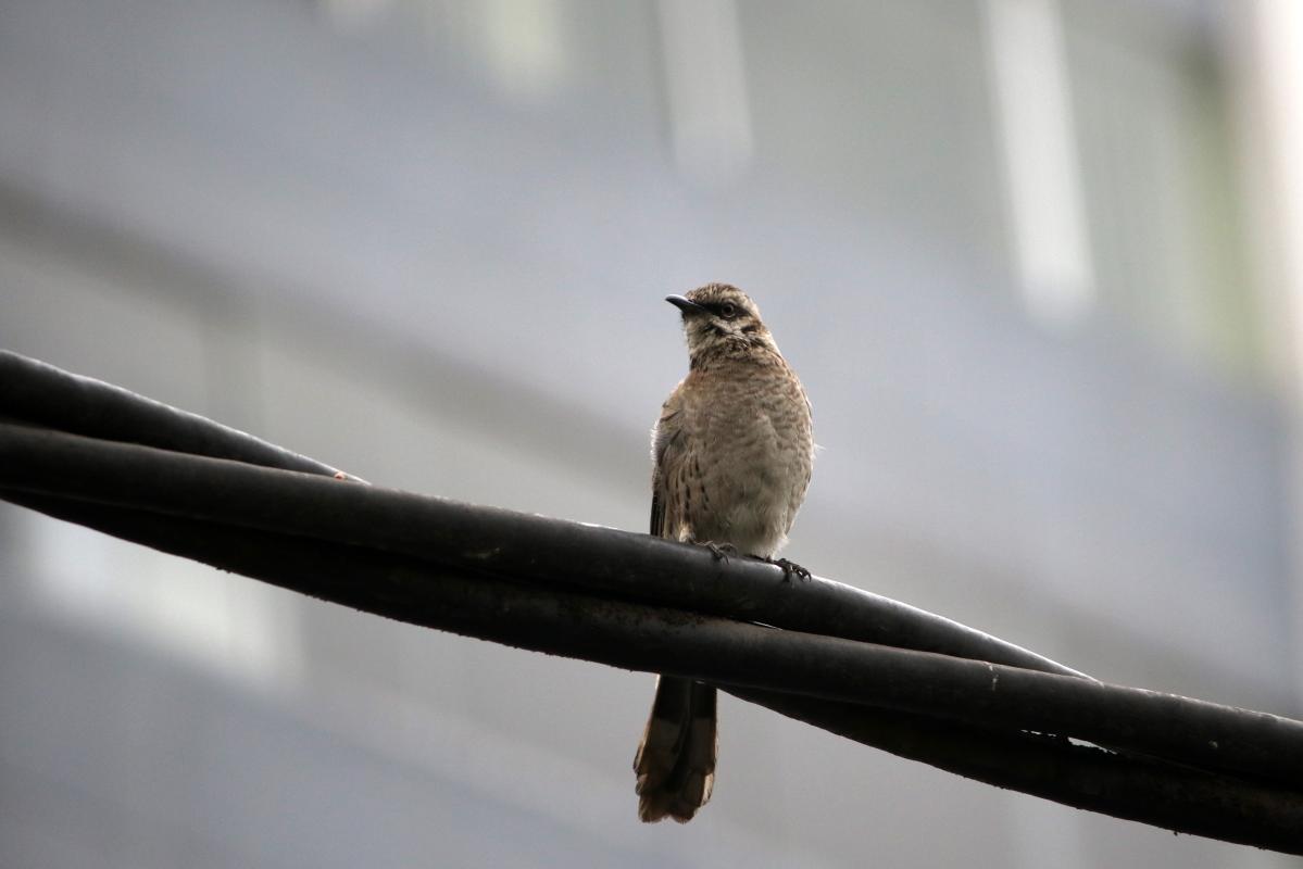 Long-tailed mockingbird (Mimus longicaudatus)