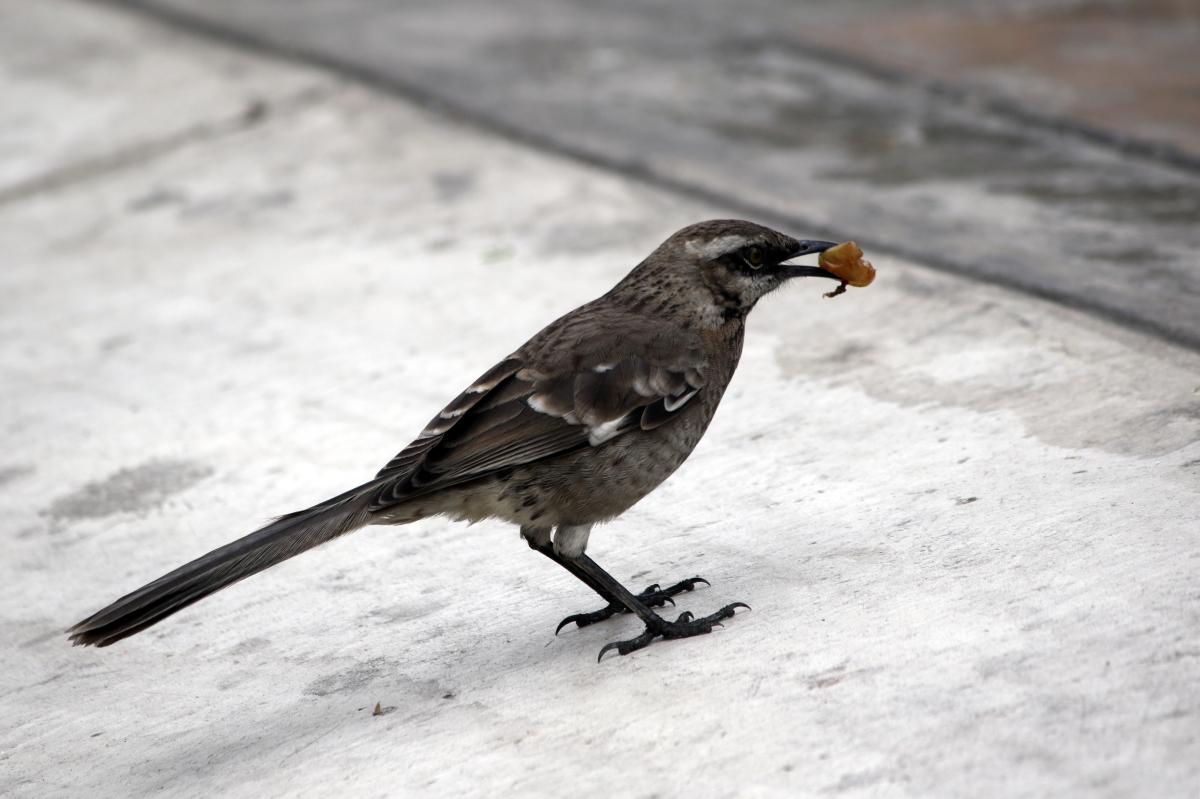 Long-tailed mockingbird (Mimus longicaudatus)