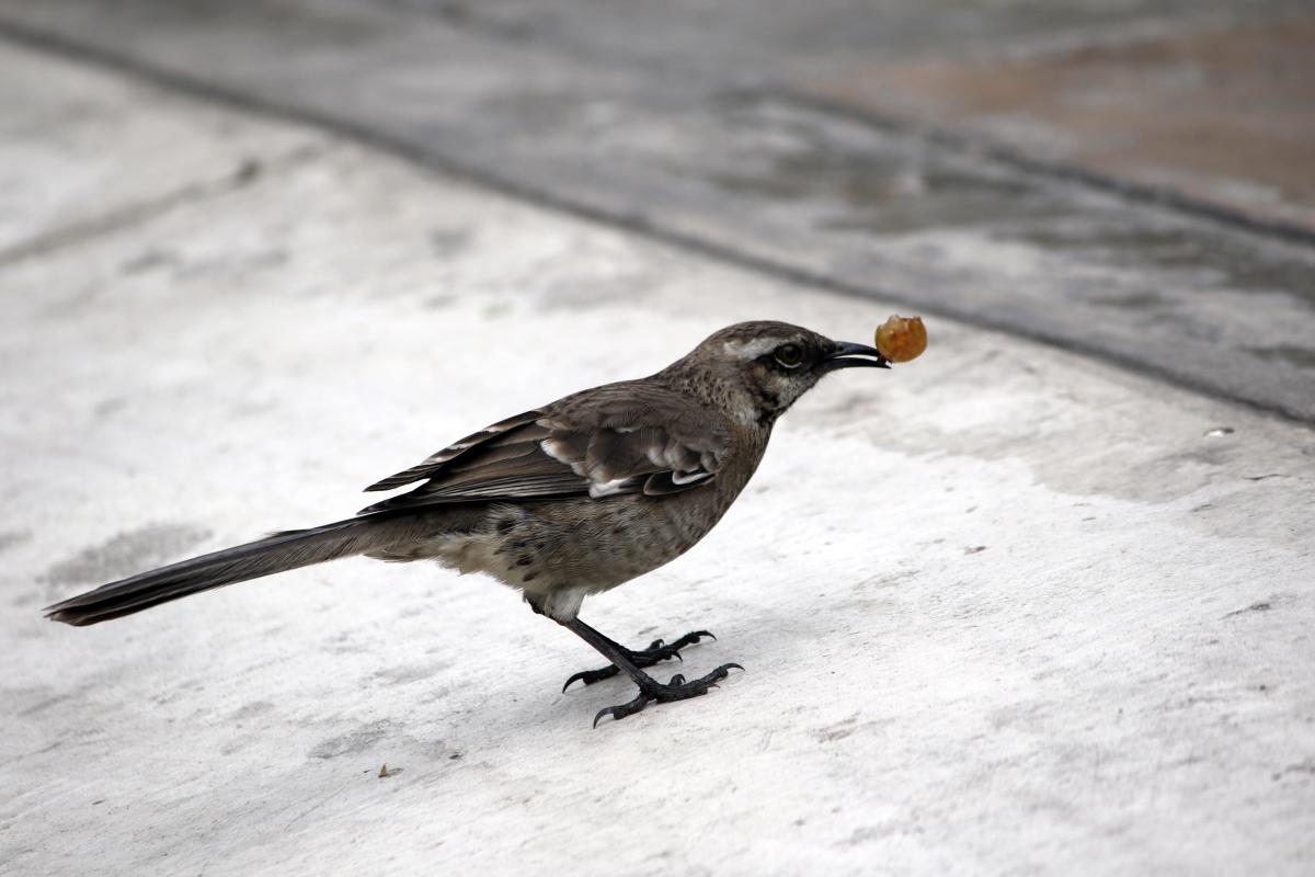 Long-tailed mockingbird (Mimus longicaudatus)