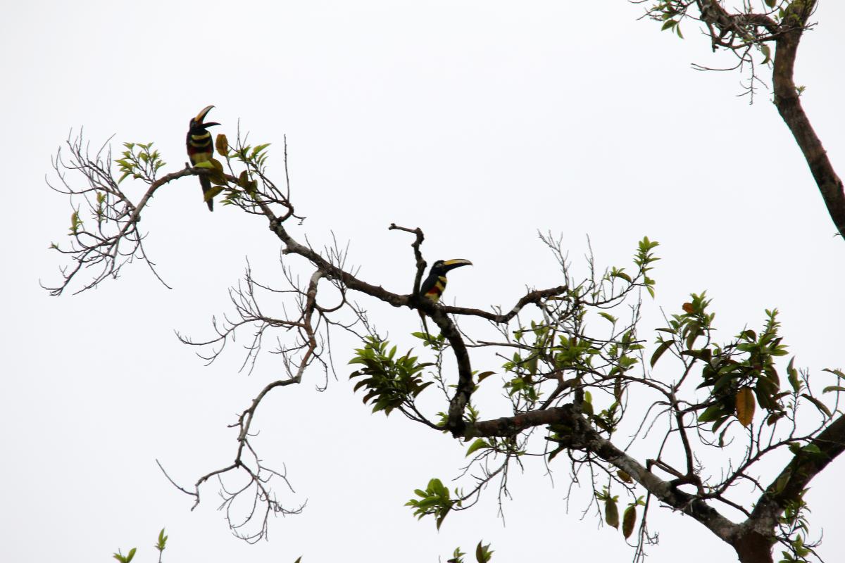 Many-banded aracari (Pteroglossus pluricinctus), San Luis, Loreto, Peru, 2015-09-01 Many-banded aracari (Pteroglossus pluricinctus)